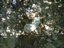 DSCN2250