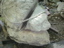 DSCN2278