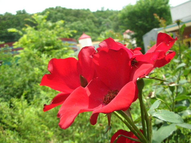 DSCN1346