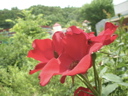 DSCN1346