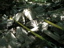 DSCN2248